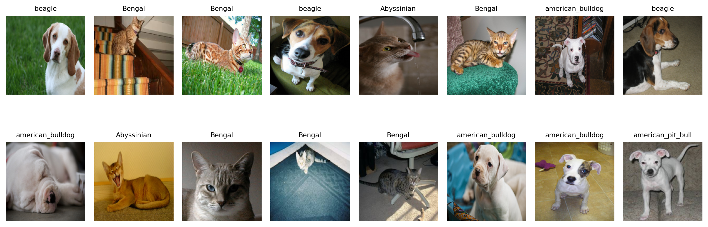 Figure 1: 16 random Oxford-IIIT Pet samples with their class labels